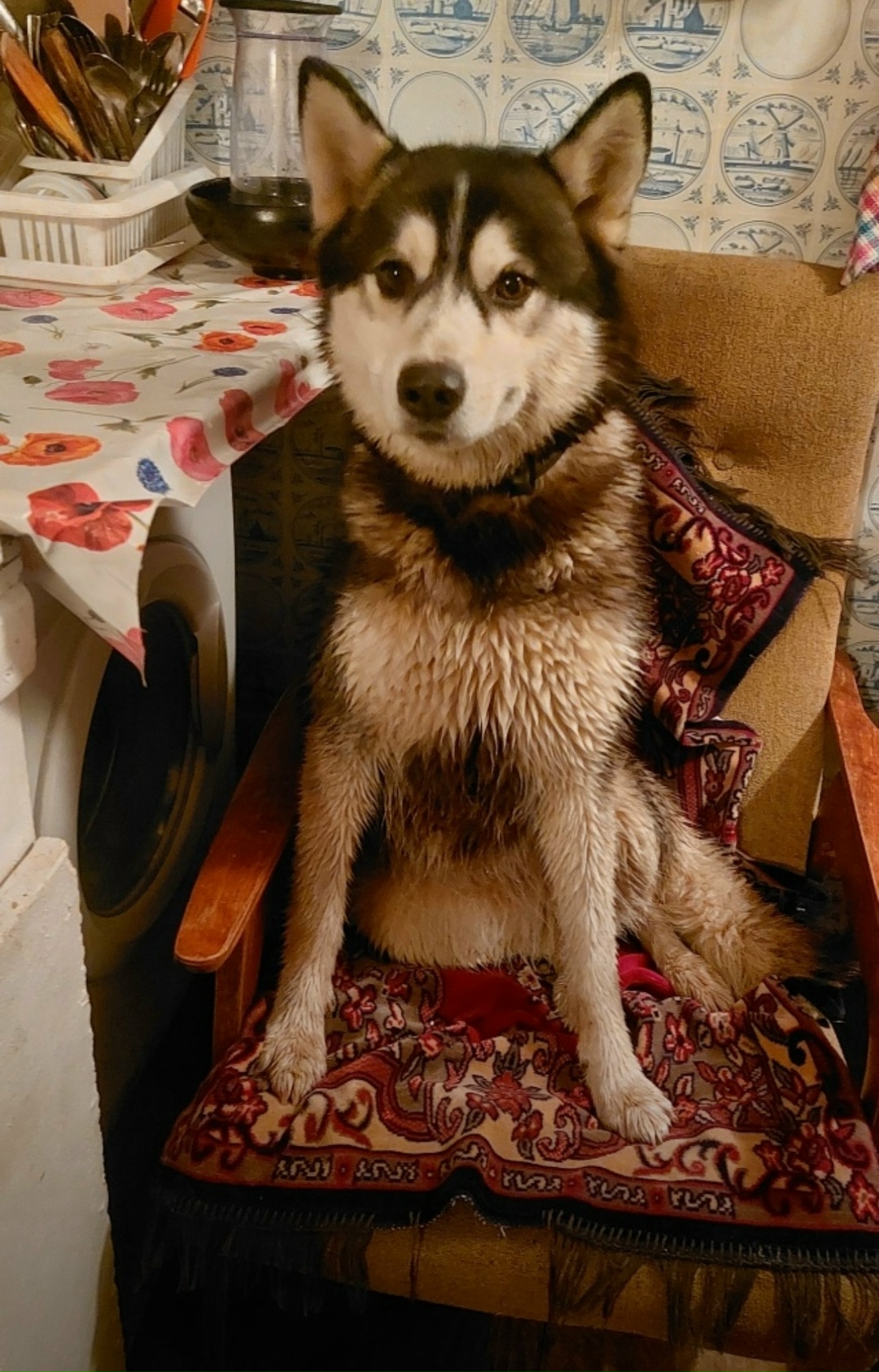 Найдена собака в Солнечногорске — фото объявления