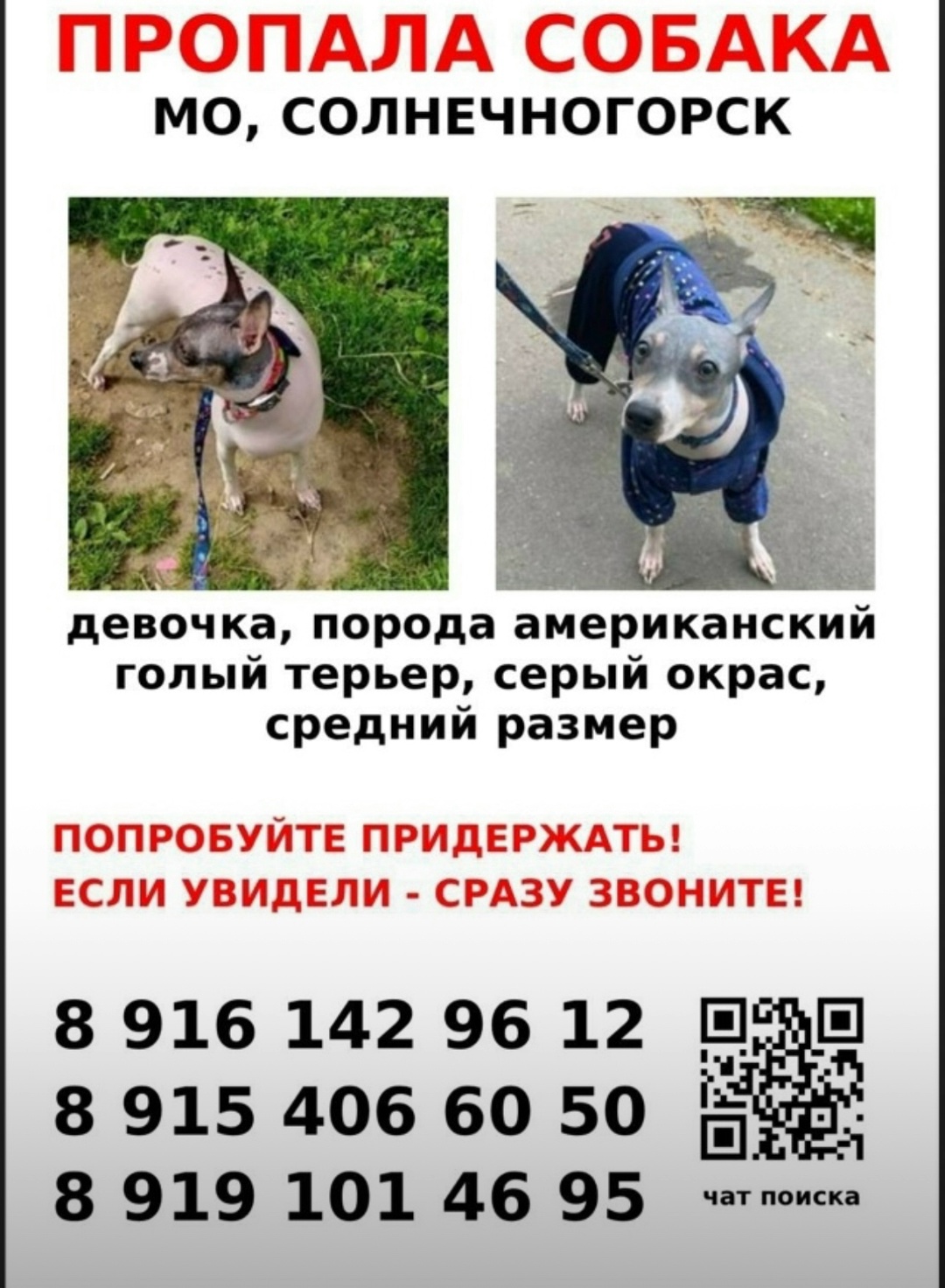 Пропала собака в Солнечногорске — фото объявления