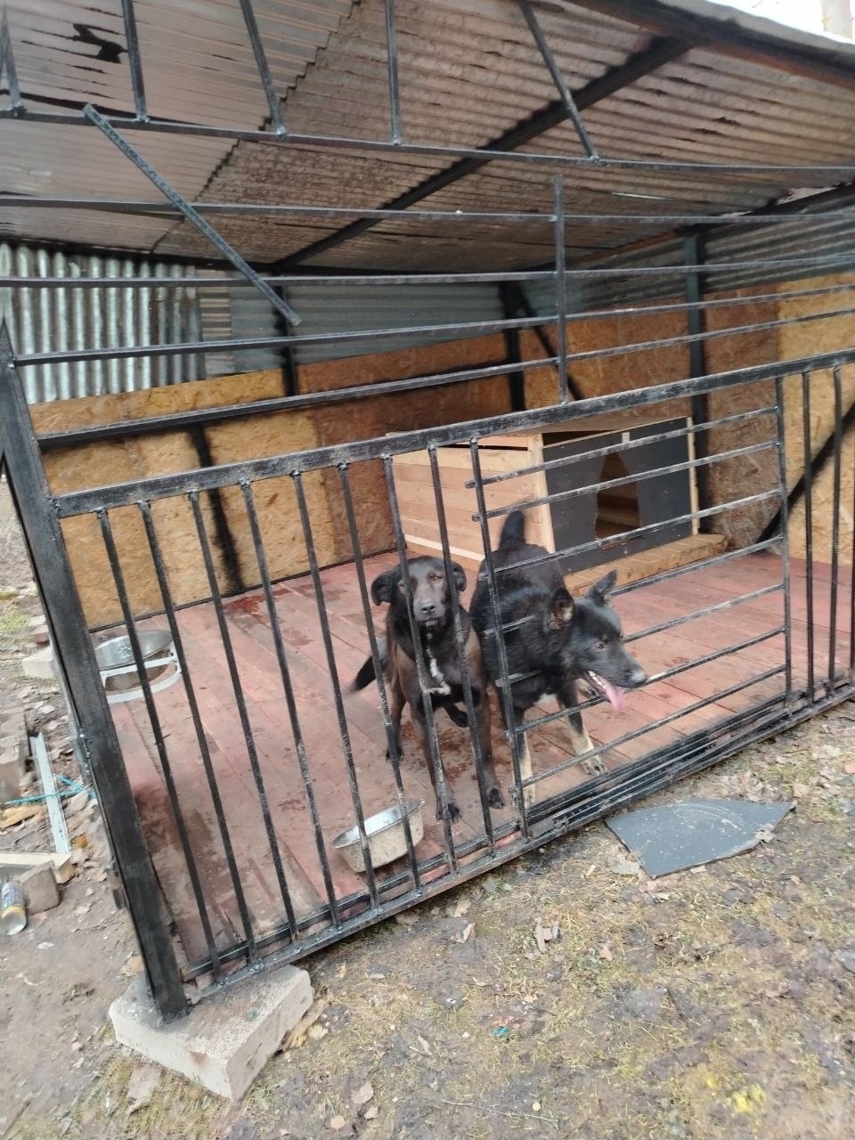 Найдена собака в Солнечногорске — фото объявления