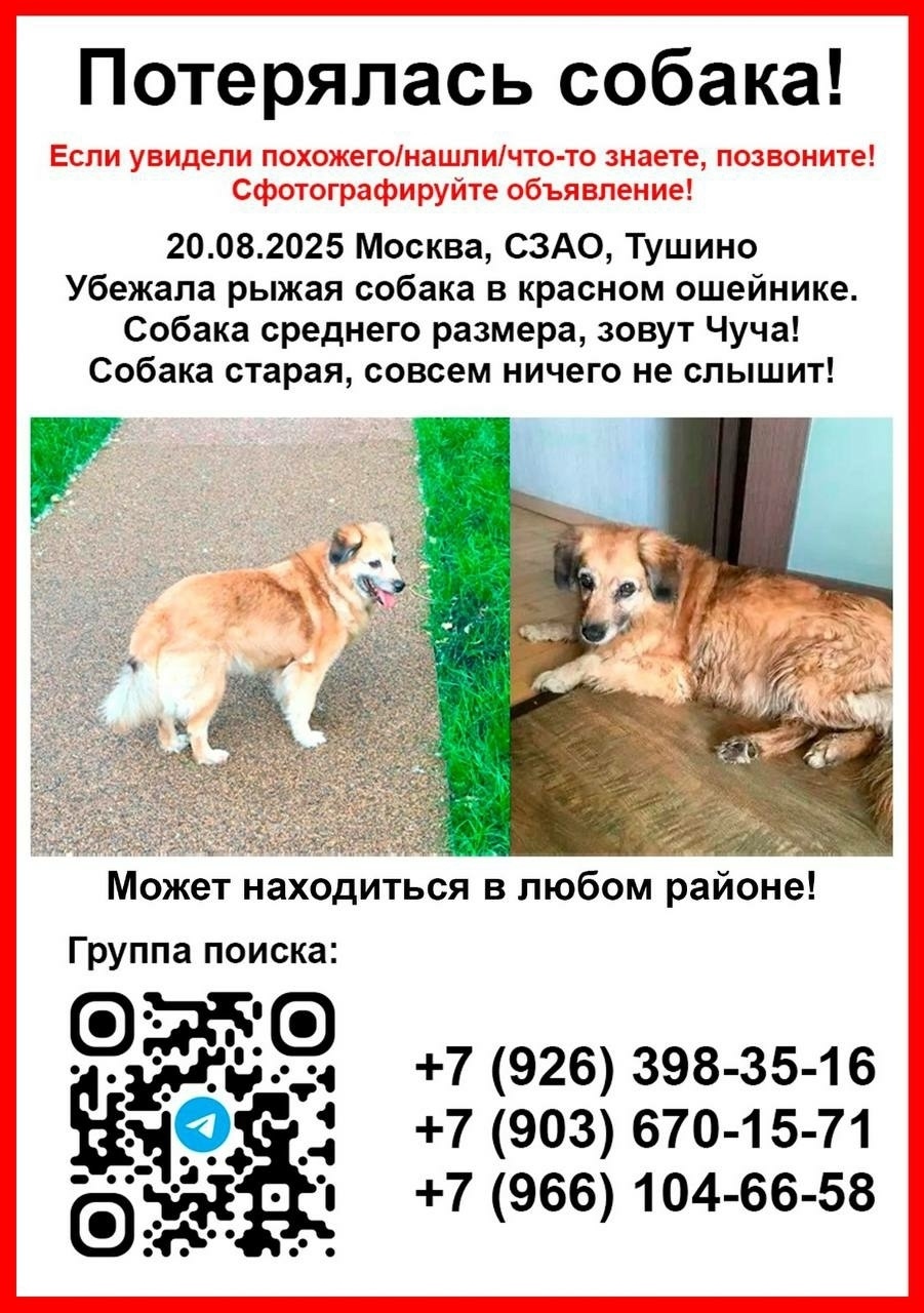 Пропала собака в Солнечногорске — фото объявления