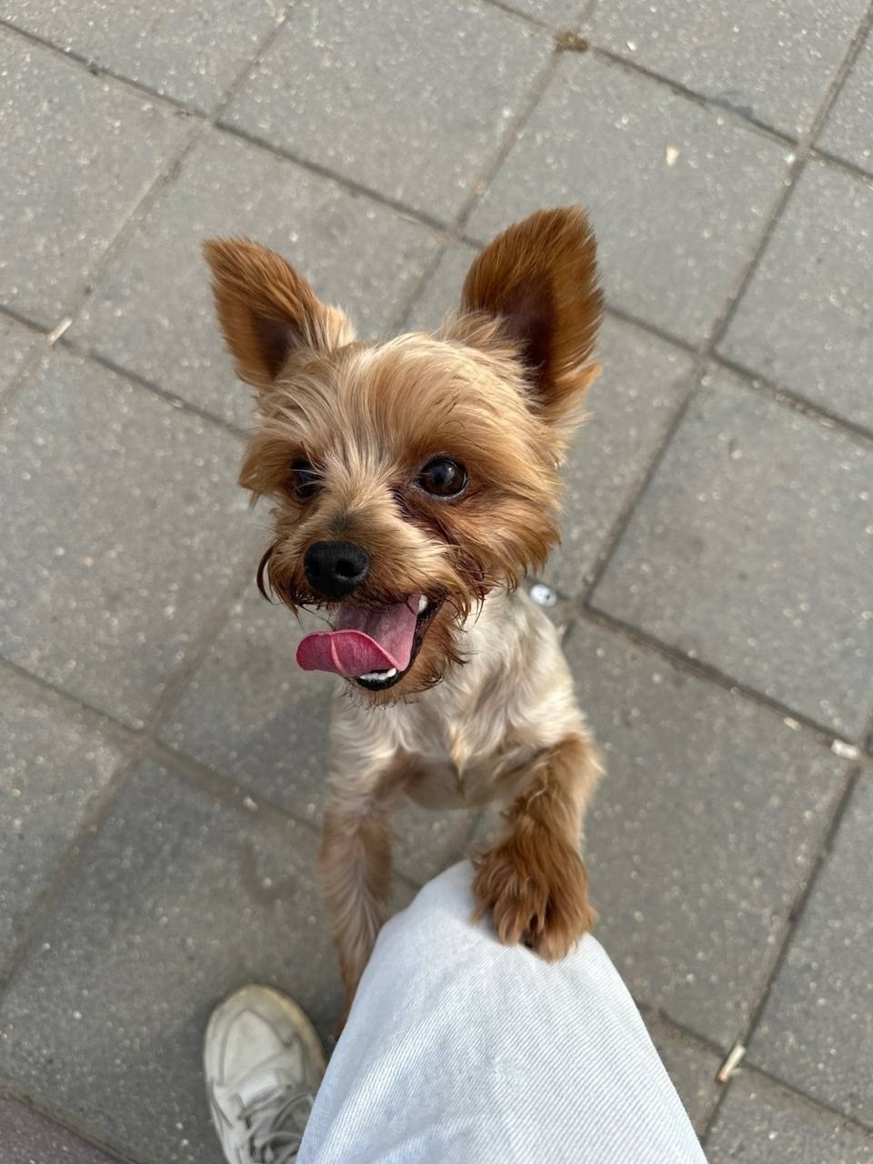 Найдена собака в Солнечногорске — фото объявления