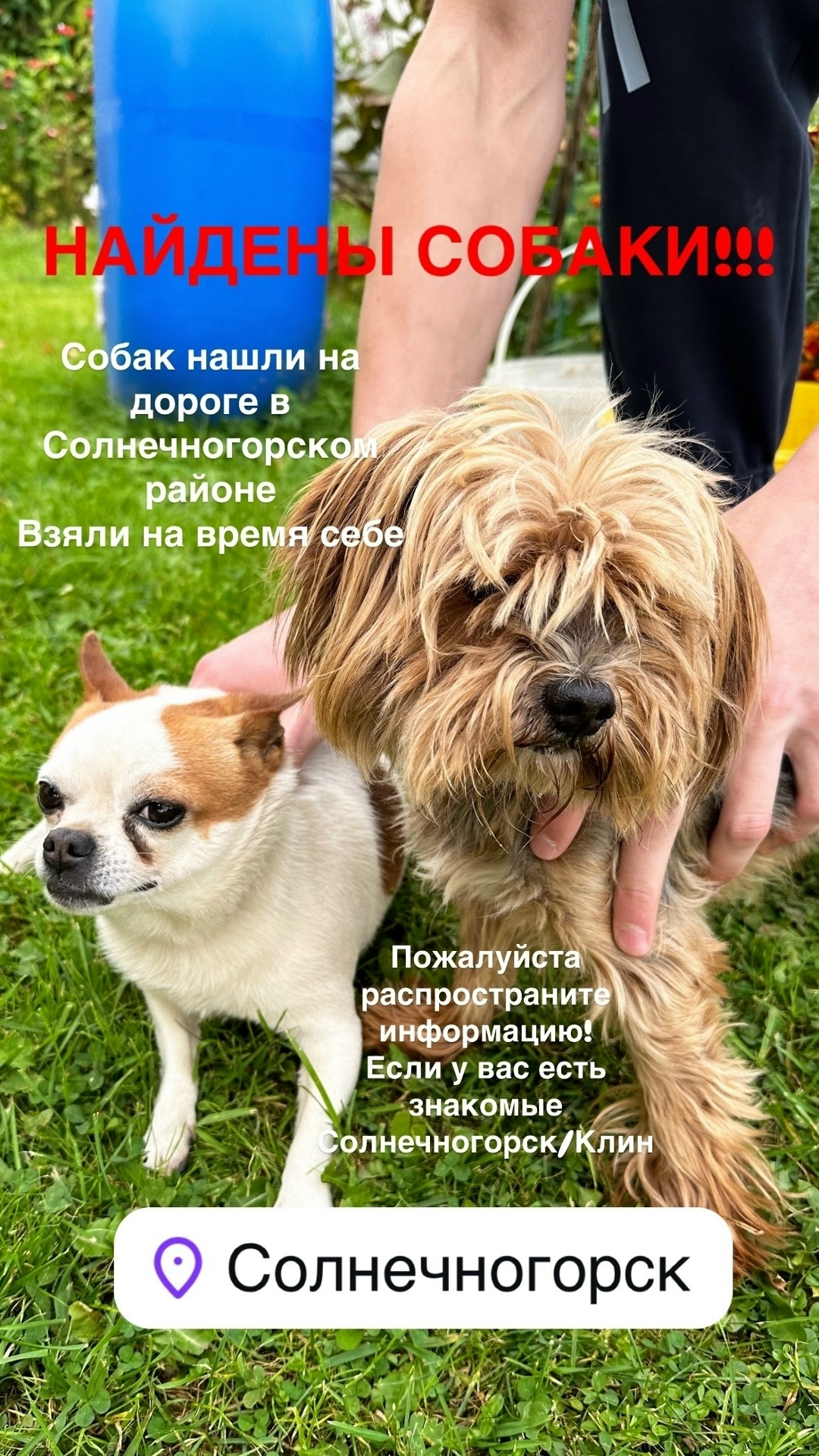 Найдена собака в Солнечногорске — фото объявления