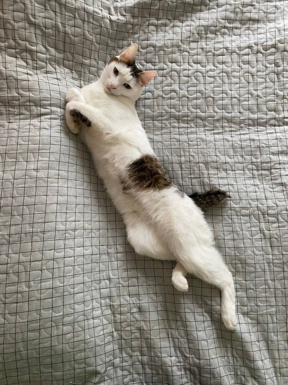 Пропала кошка в Солнечногорске — фото объявления