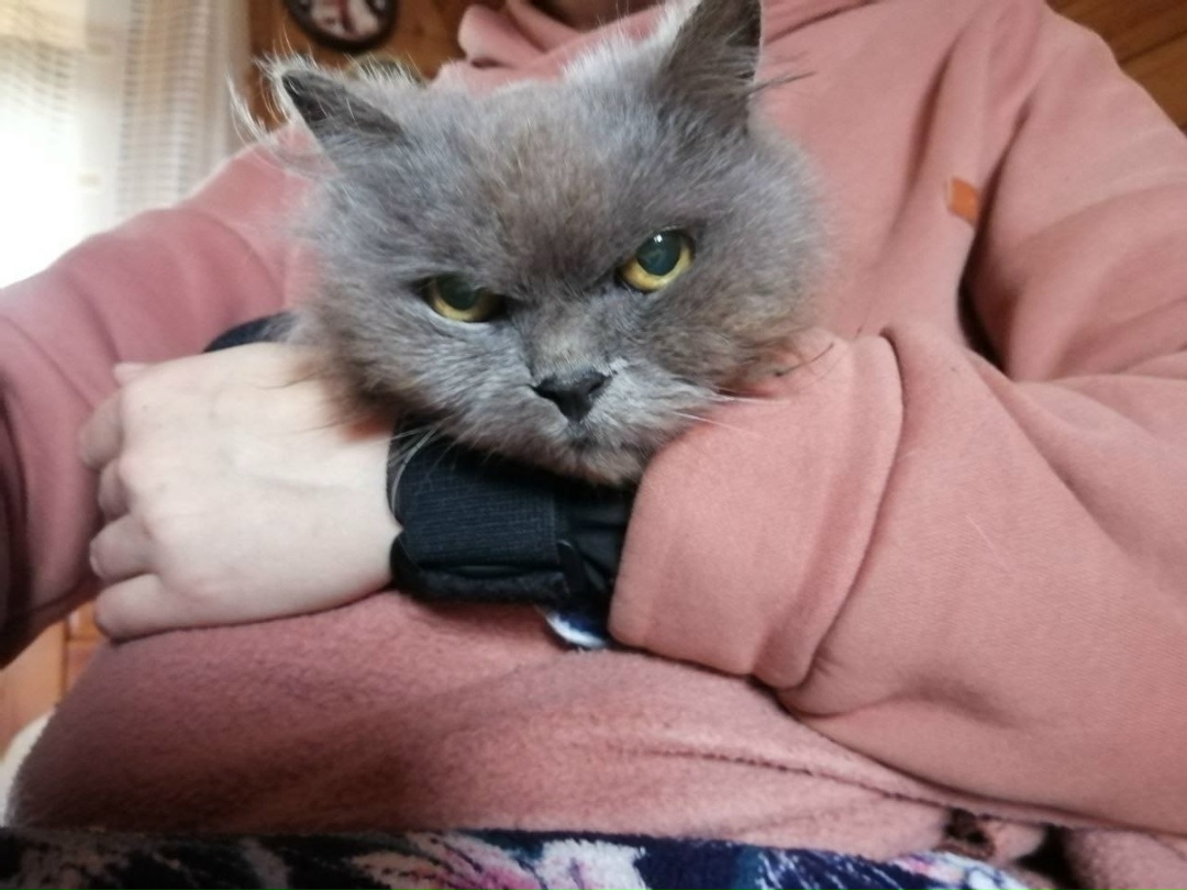 Найдена собака в Солнечногорске — фото объявления