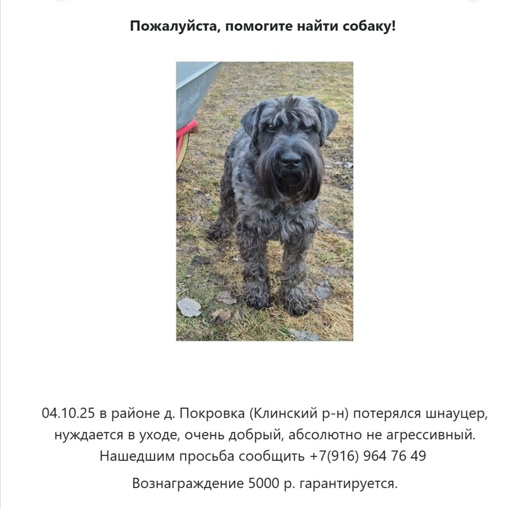 Пропала собака в Солнечногорске — фото объявления