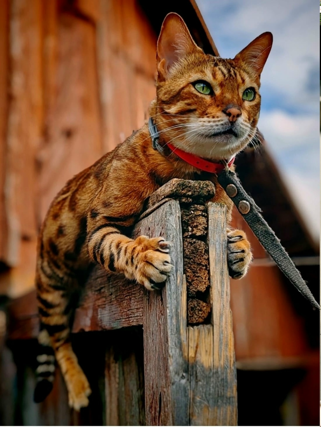 Пропала кошка в Солнечногорске — фото объявления