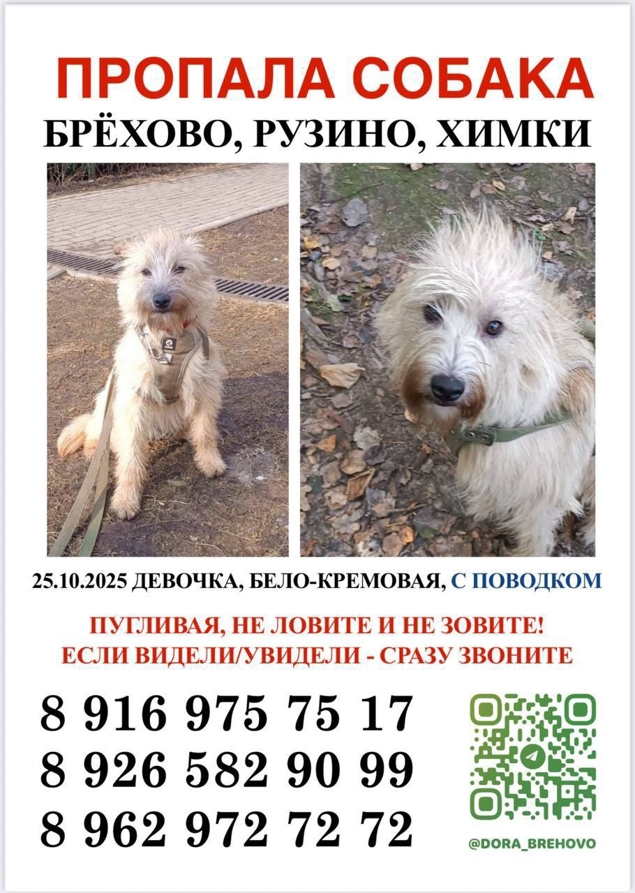 Пропала собака в Солнечногорске — фото объявления