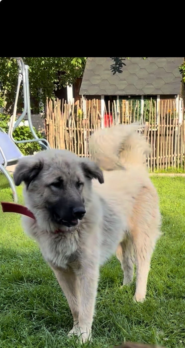 Пропала собака в Солнечногорске — фото объявления