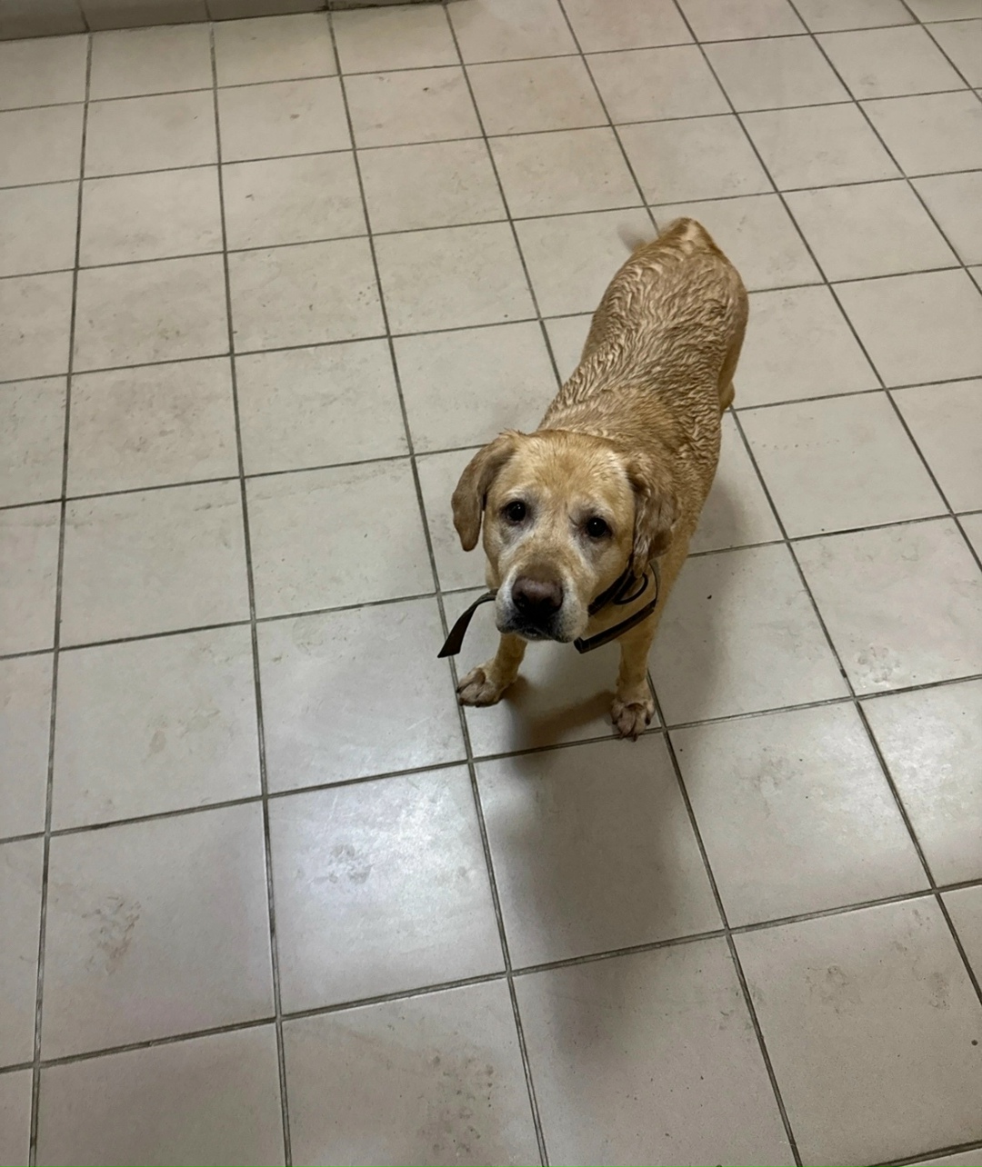 Пропала собака в Солнечногорске — фото объявления