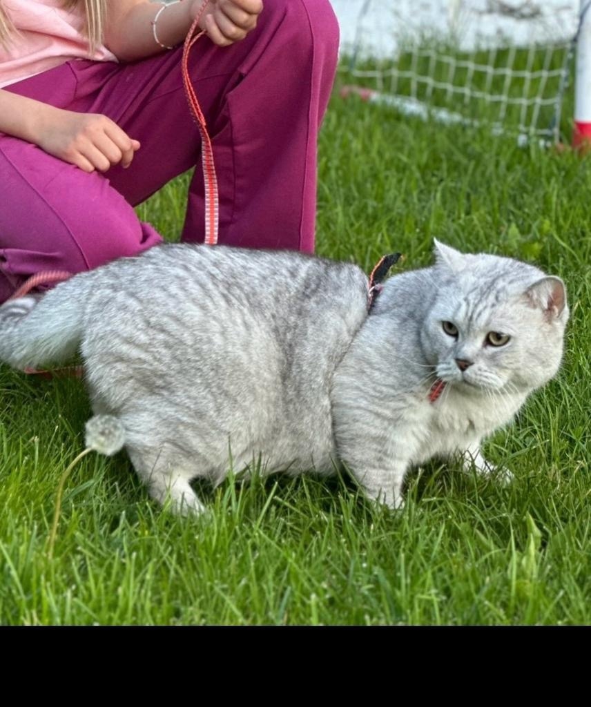 Пропала кошка в Солнечногорске — фото объявления