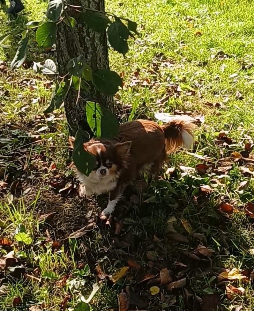 Пропала собака в Солнечногорске — фото объявления