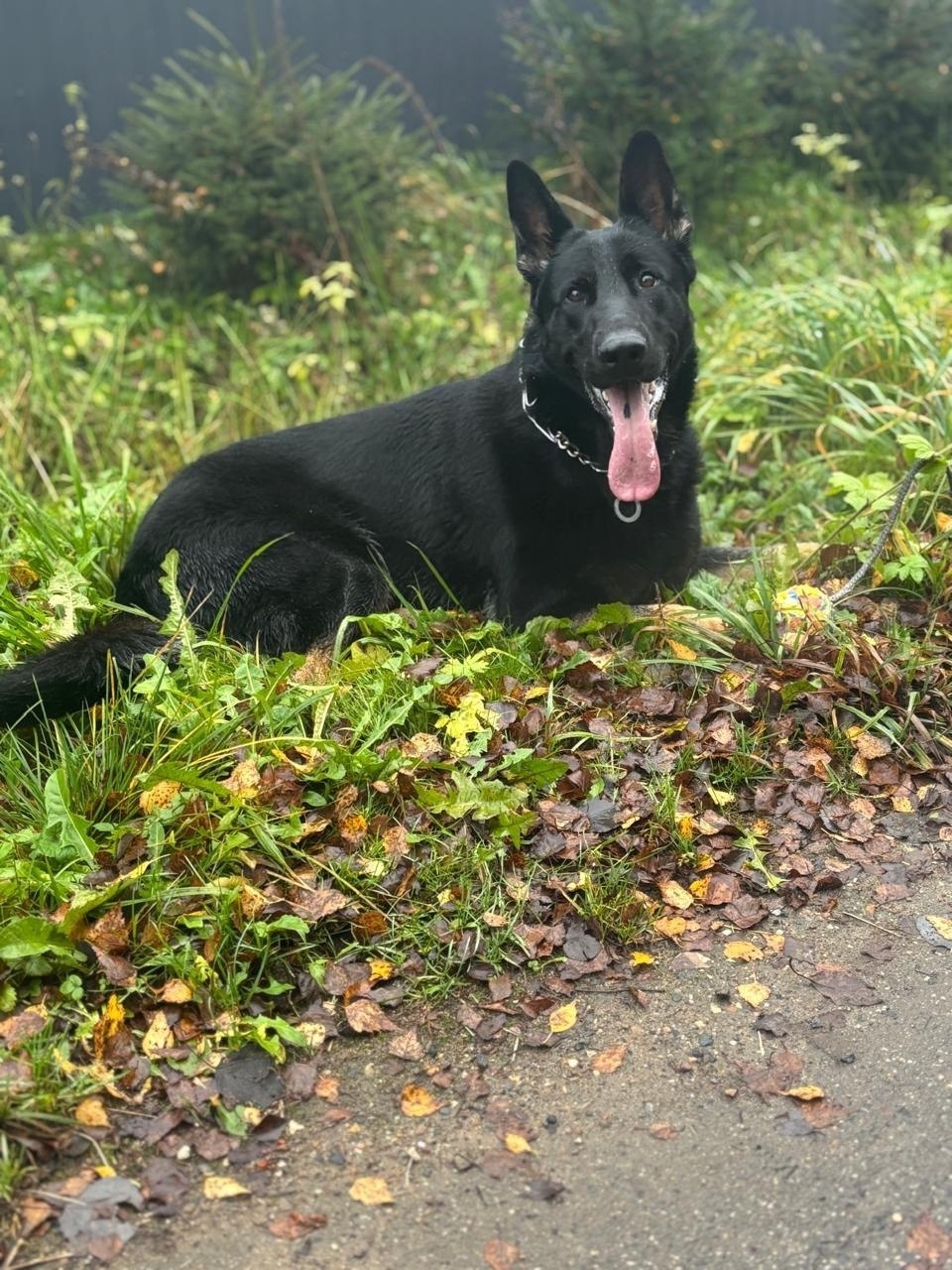 Пропала собака в Солнечногорске — фото объявления