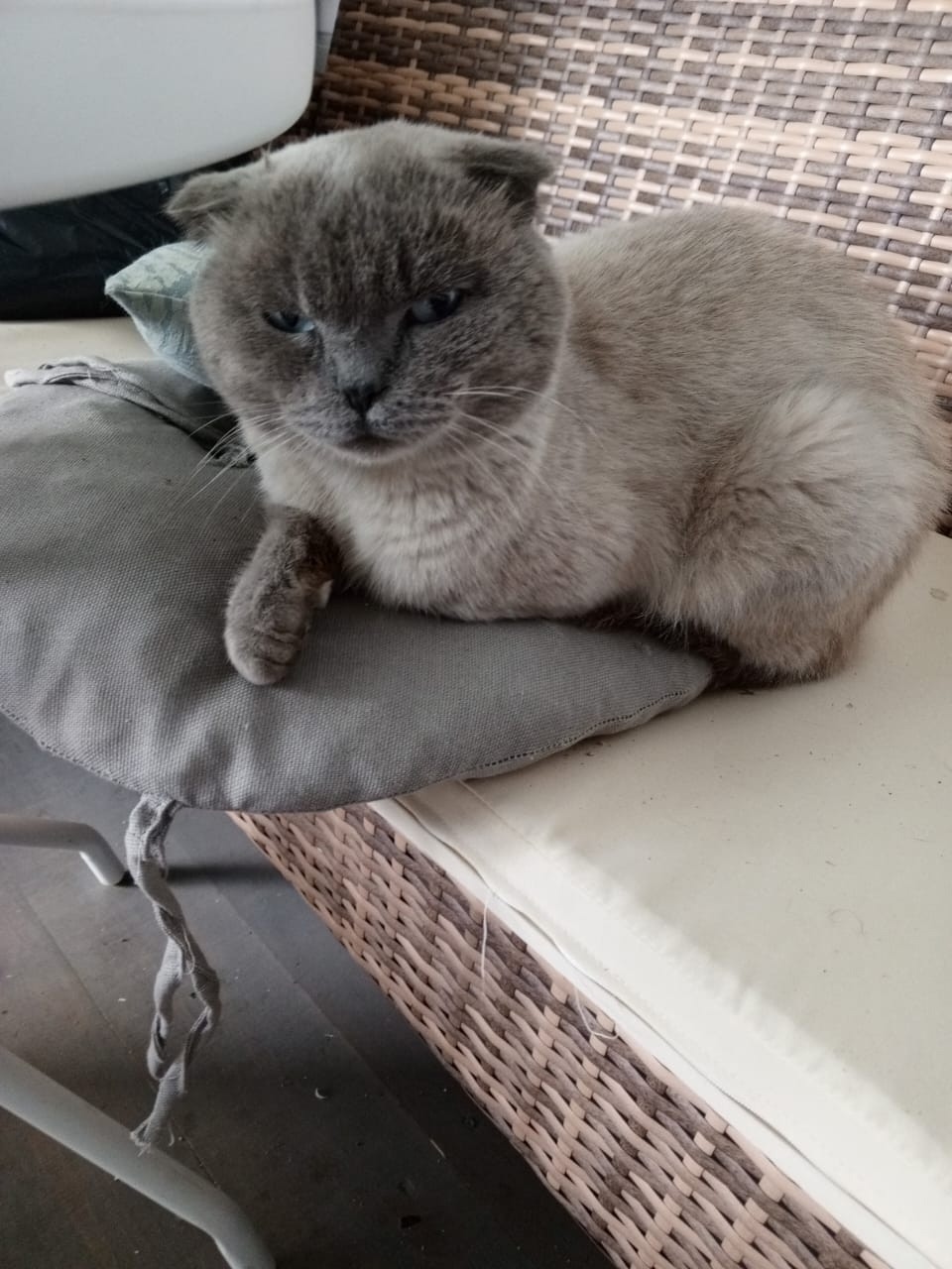 Найдена кошка в Солнечногорске — фото объявления