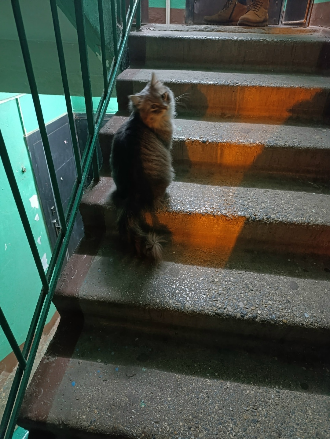 Найдена собака в Солнечногорске — фото объявления