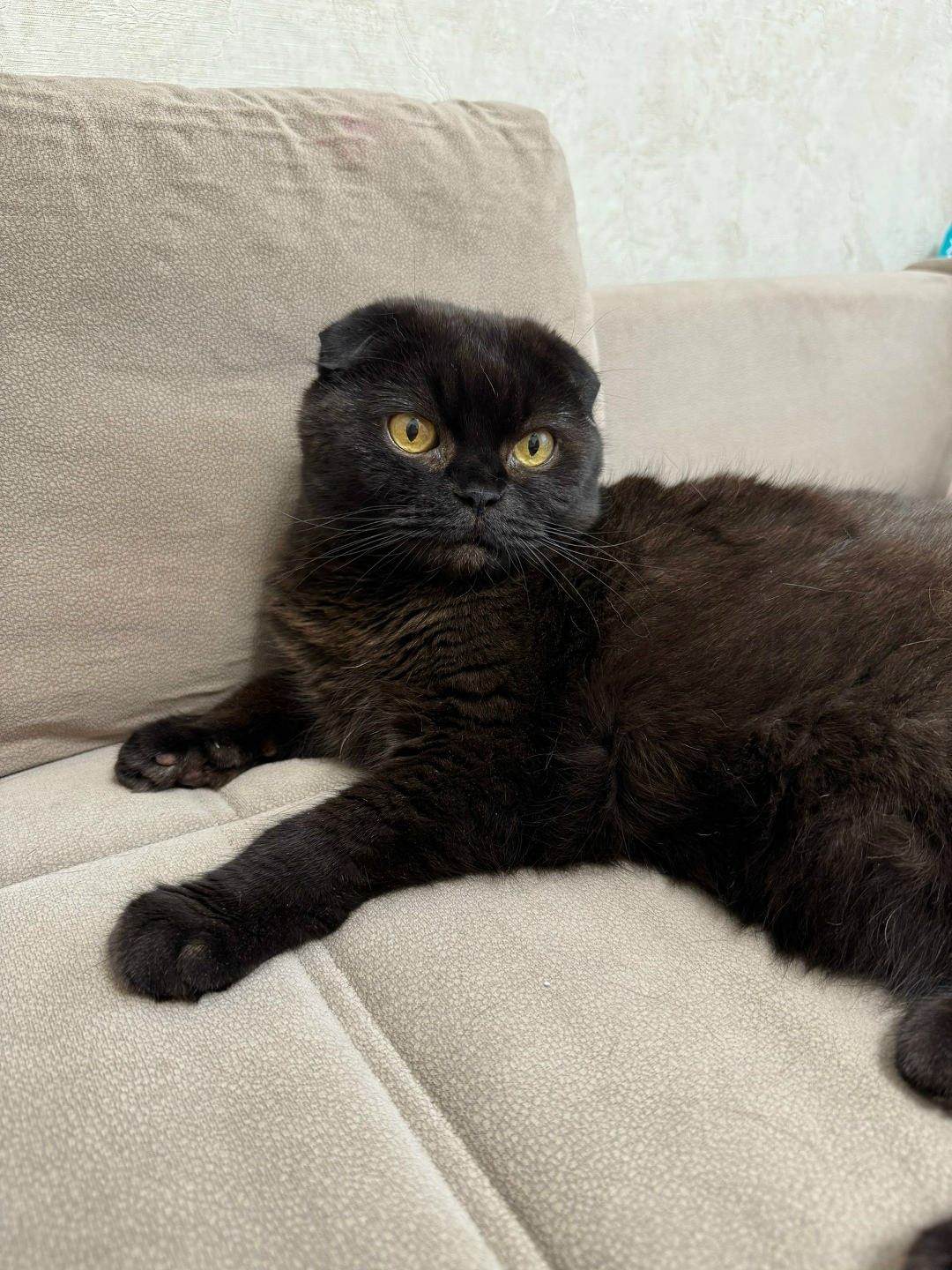 Пропала кошка в Солнечногорске — фото объявления