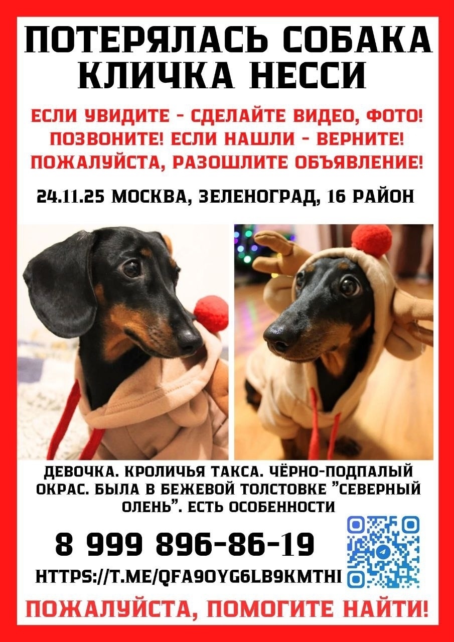 Пропала собака в Солнечногорске — фото объявления