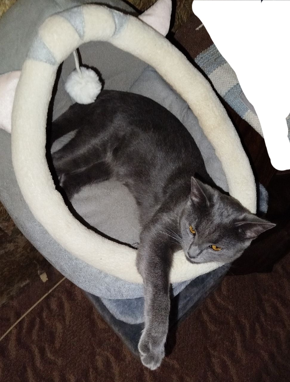 Пропала кошка в Солнечногорске — фото объявления