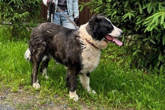 Пропала собака в Солнечногорске — фото объявления