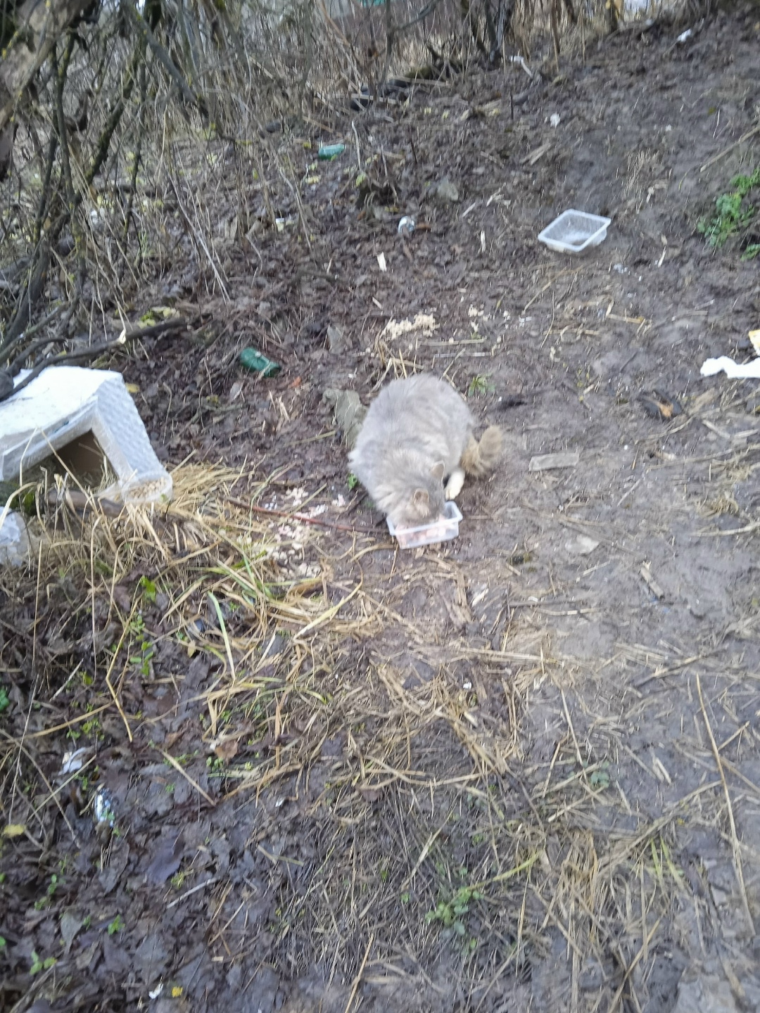 Пропала кошка в Солнечногорске — фото объявления