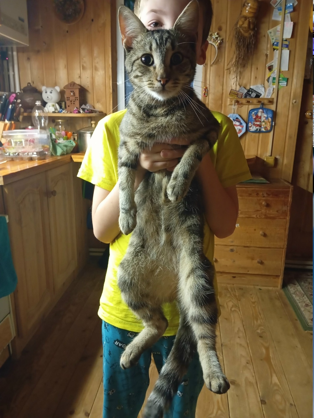 Найдена кошка в Солнечногорске — фото объявления