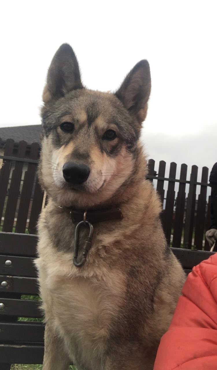 Пропала собака в Солнечногорске — фото объявления