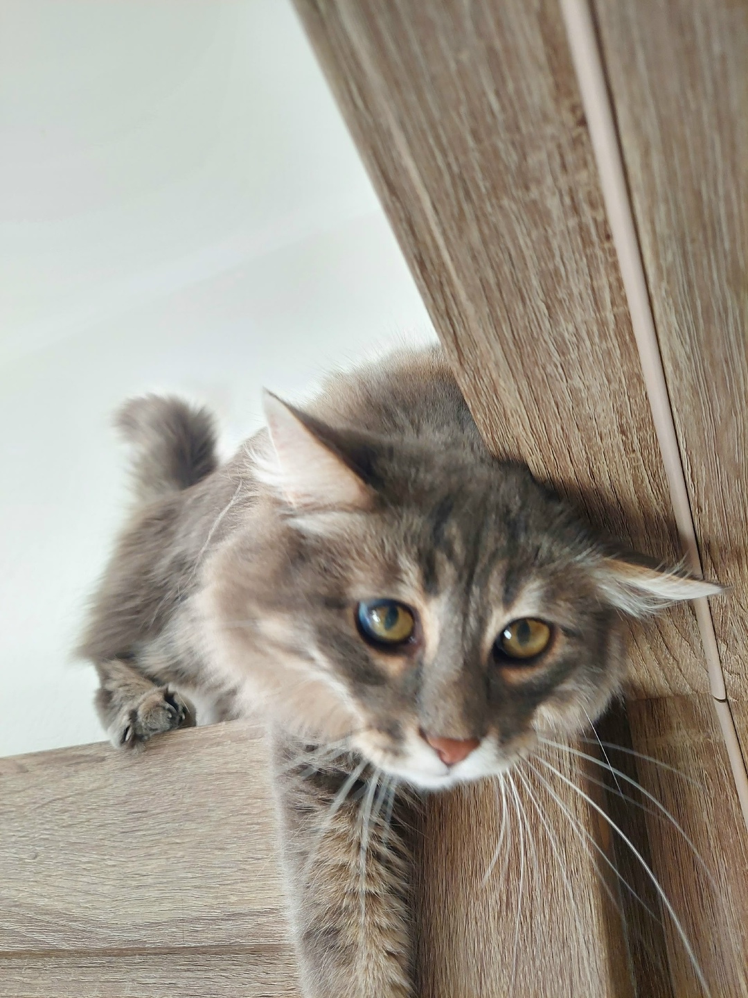 Пропала кошка в Солнечногорске — фото объявления