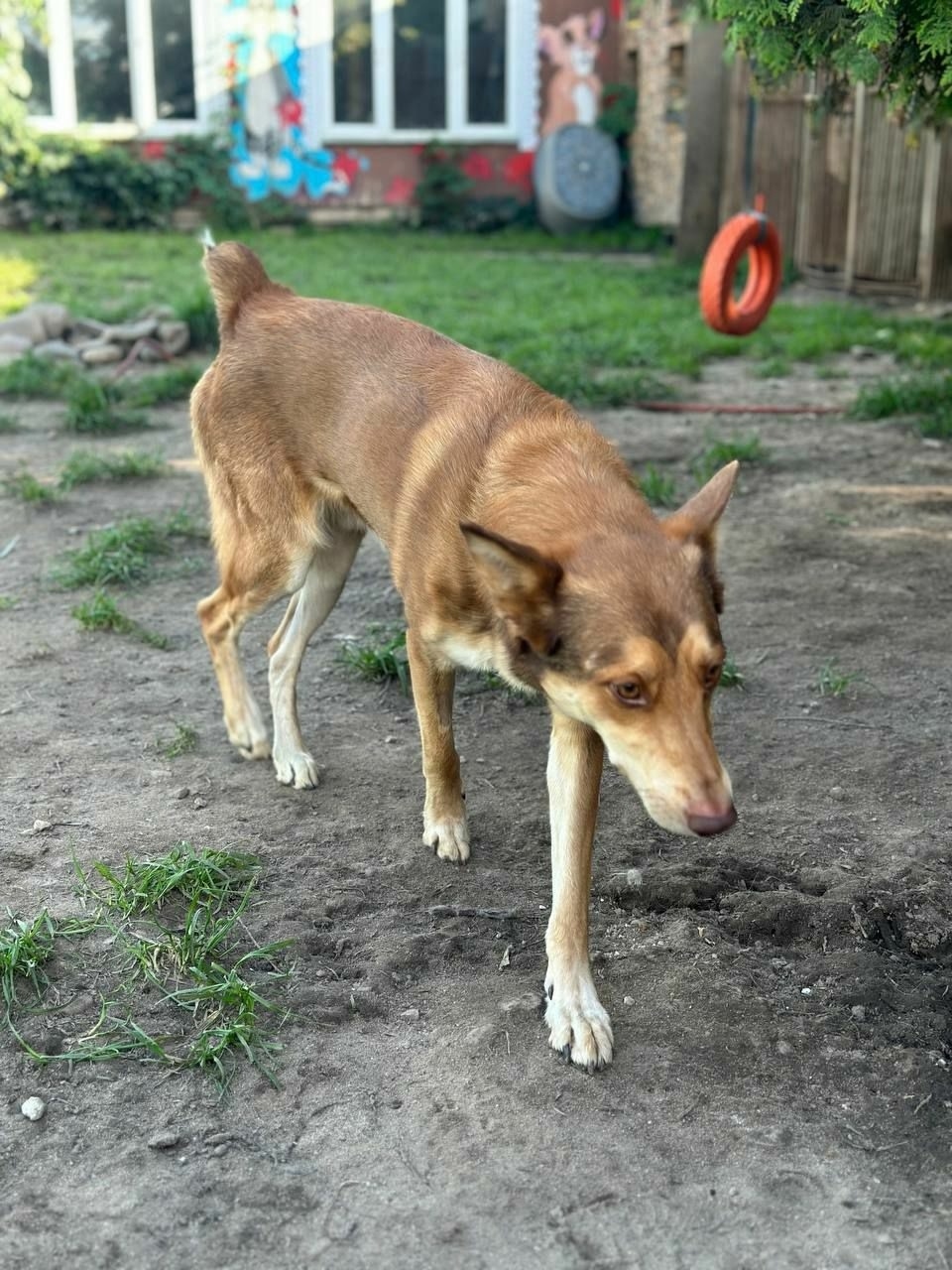 Пропала собака в Солнечногорске — фото объявления