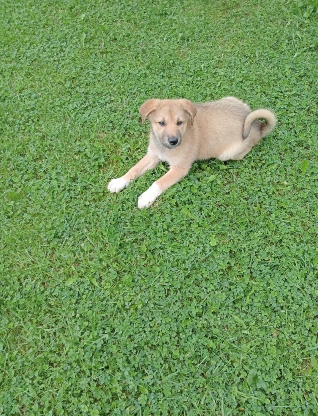 Найдена собака в Солнечногорске — фото объявления
