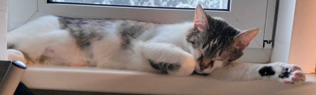 Пропала собака в Солнечногорске — фото объявления