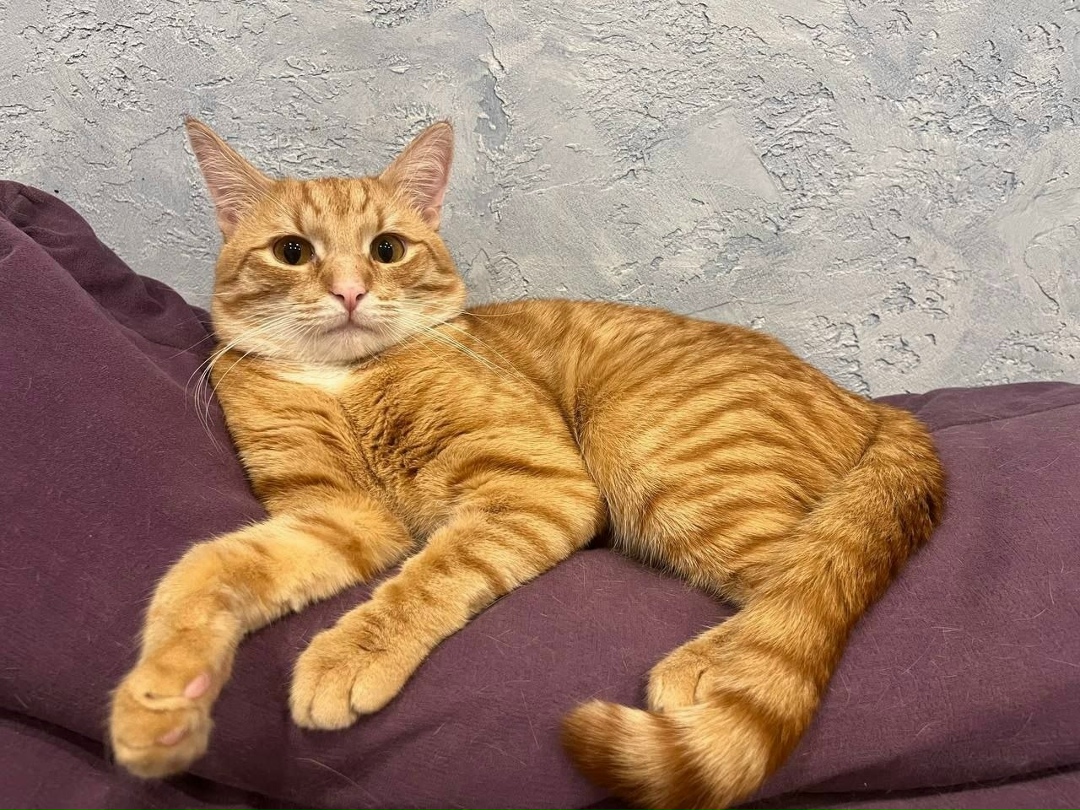 Найдена кошка в Солнечногорске — фото объявления