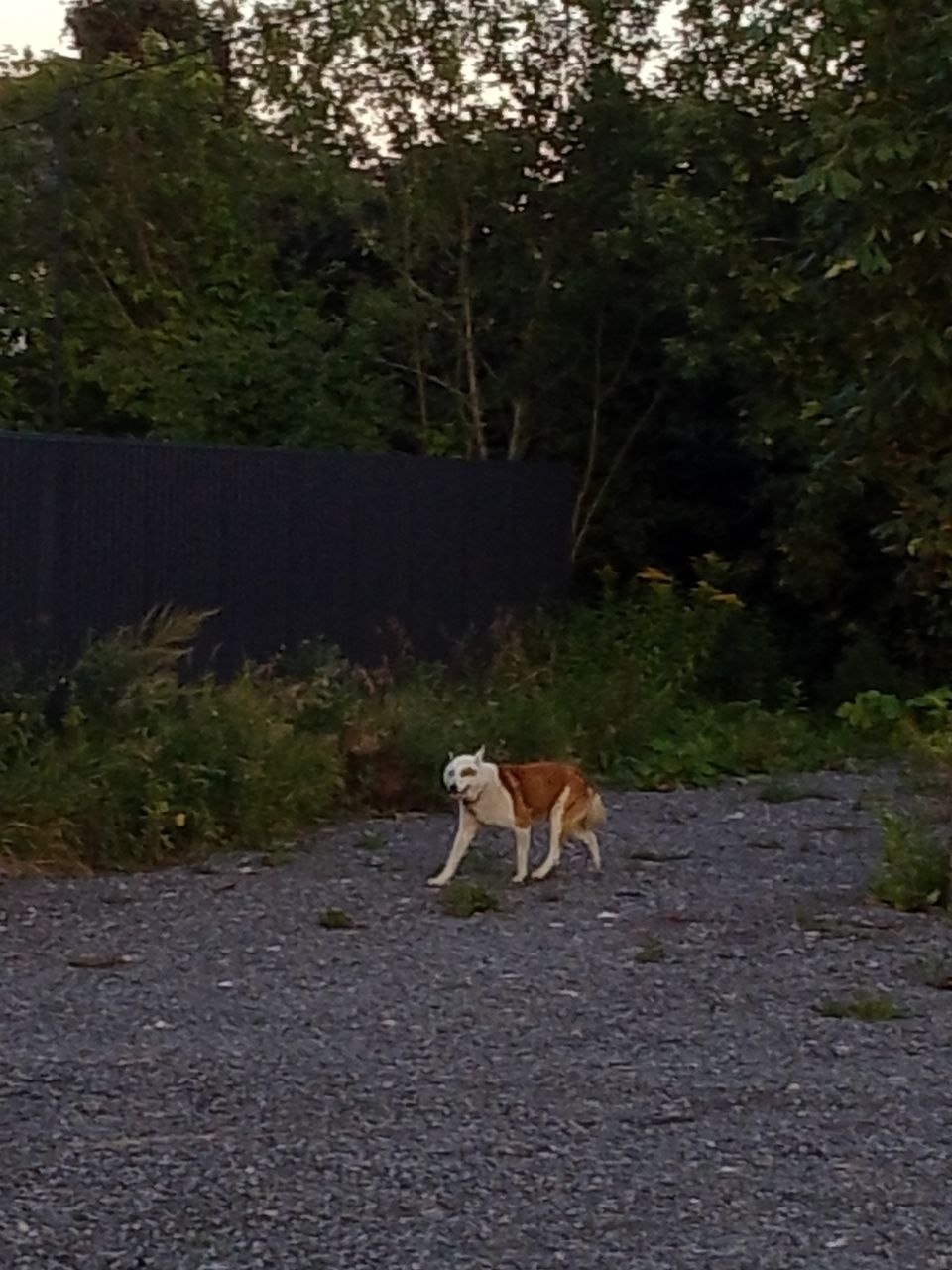Пропала собака в Солнечногорске — фото объявления