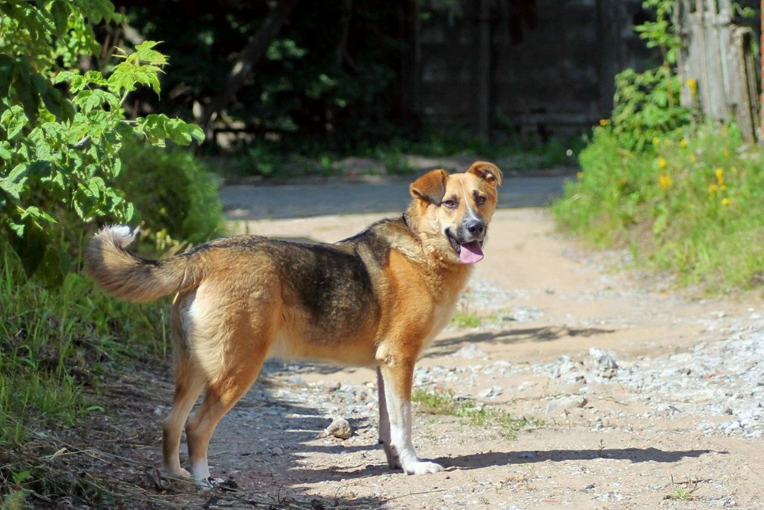 Пропала собака в Солнечногорске — фото объявления