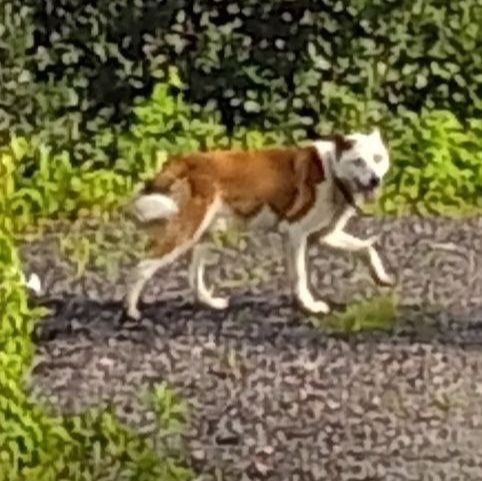Пропала собака в Солнечногорске — фото объявления