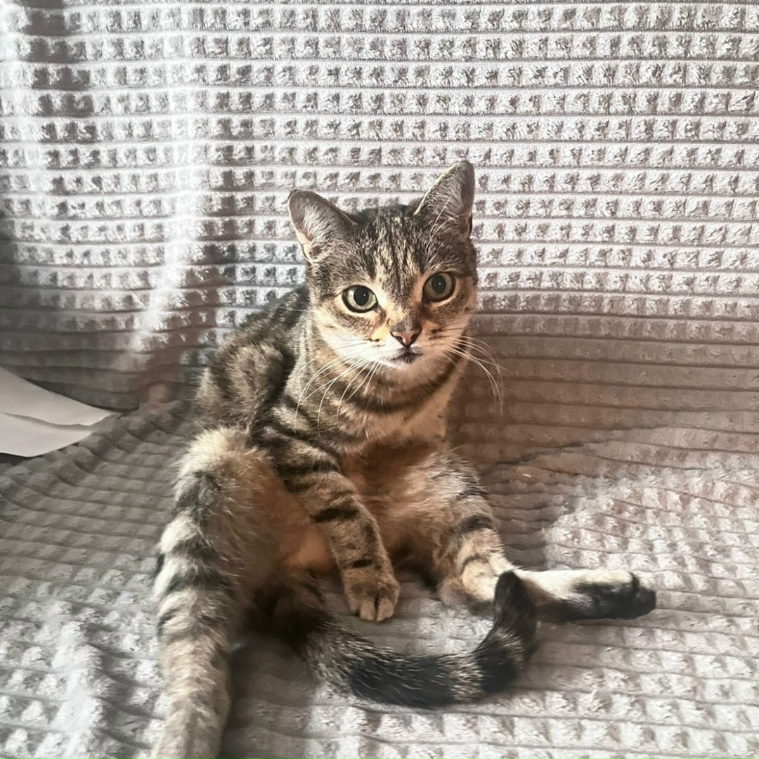 Пропала кошка в Солнечногорске — фото объявления