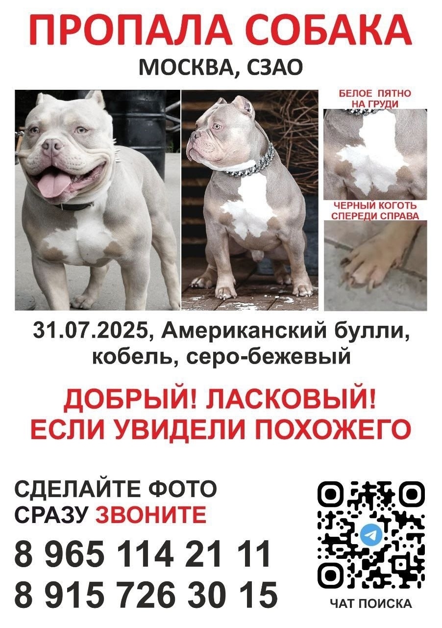 Пропала собака в Солнечногорске — фото объявления