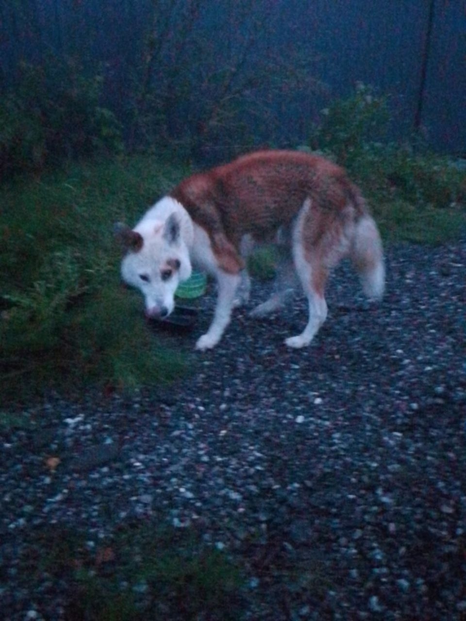 Пропала собака в Солнечногорске — фото объявления