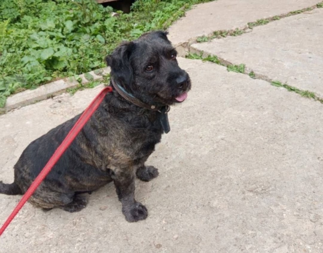 Найдена собака в Солнечногорске — фото объявления