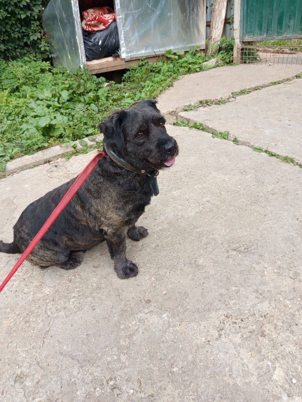 Найдена собака в Солнечногорске — фото объявления