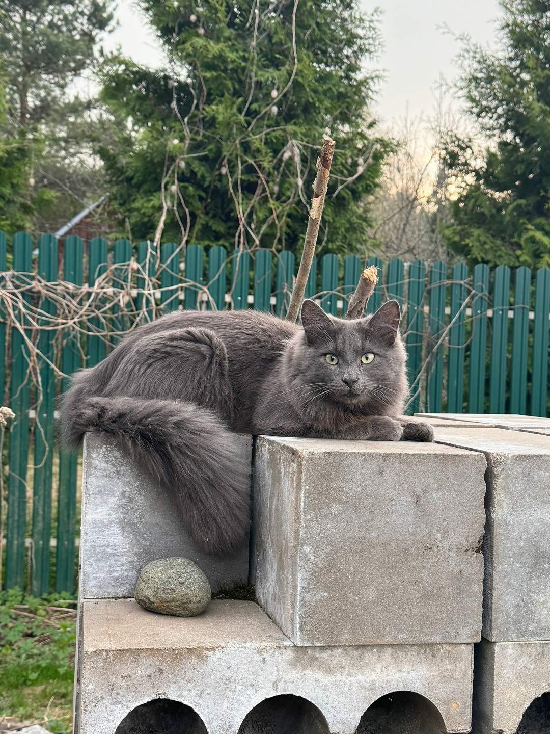 Найдена кошка в Солнечногорске — фото объявления