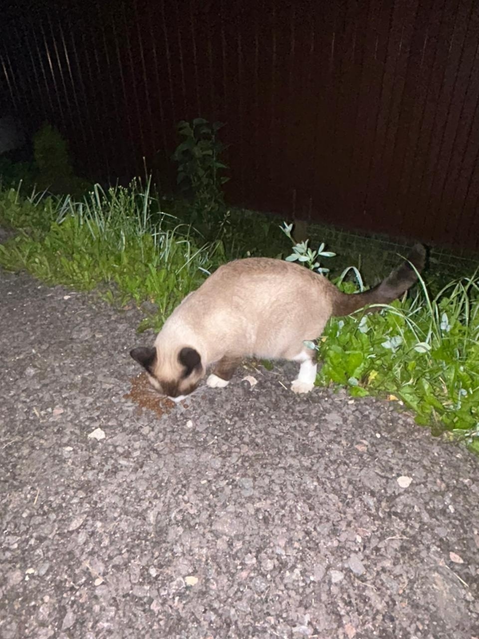 Пропала кошка в Солнечногорске — фото объявления