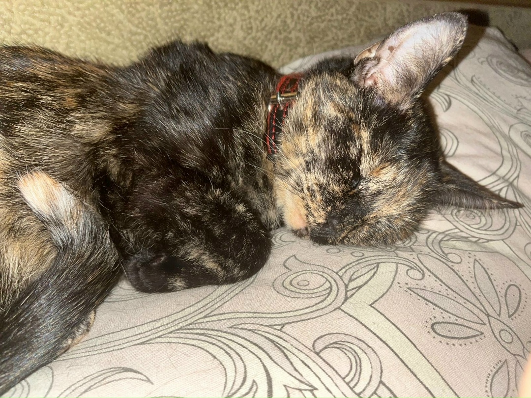 Пропала кошка в Солнечногорске — фото объявления