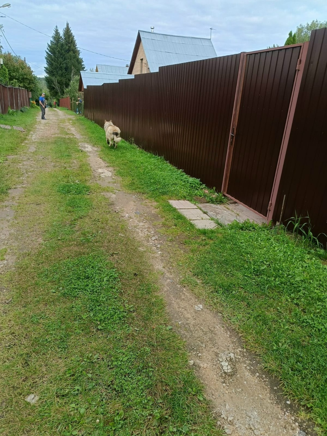 Пропала собака в Солнечногорске — фото объявления