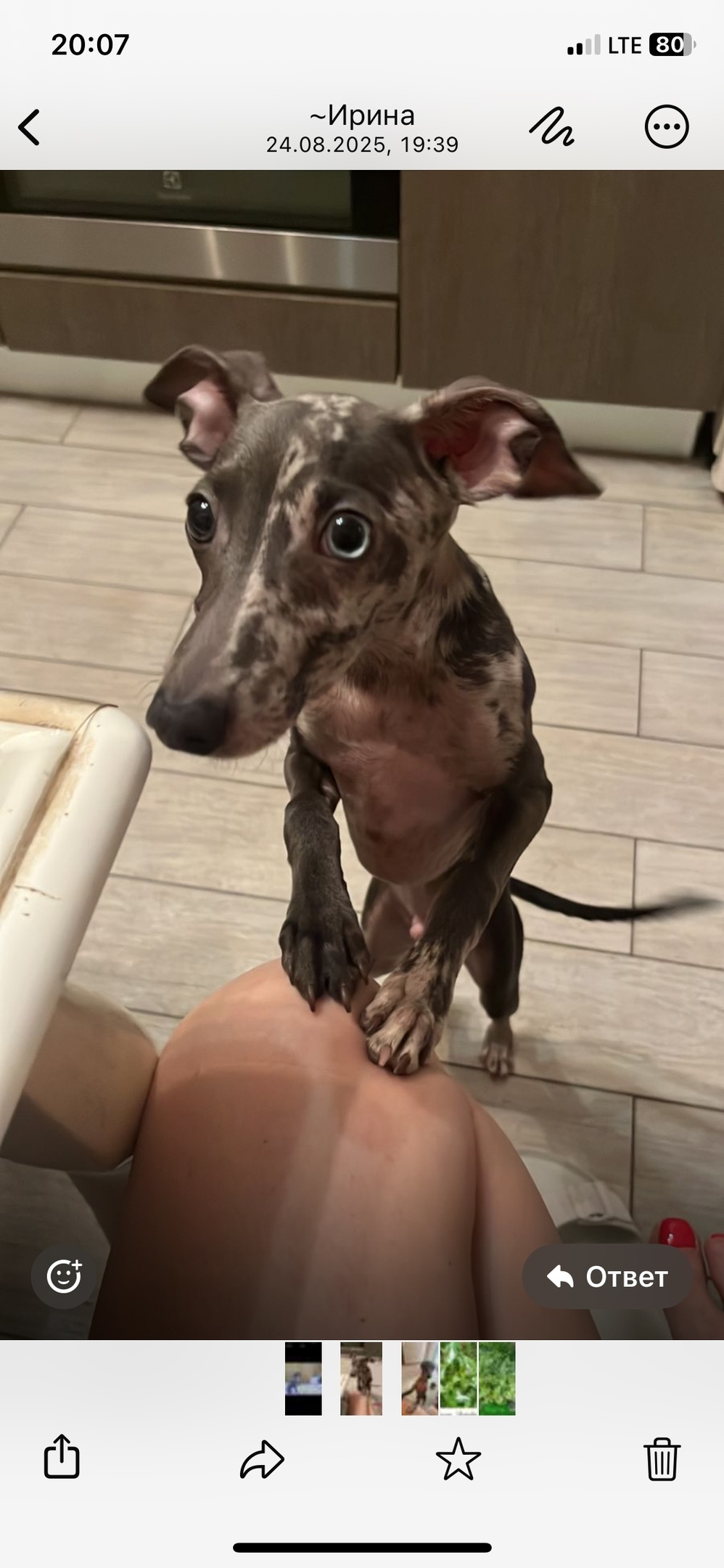 Пропала собака в Солнечногорске — фото объявления