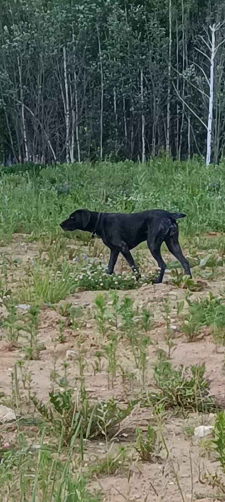 Пропала собака в Солнечногорске — фото объявления