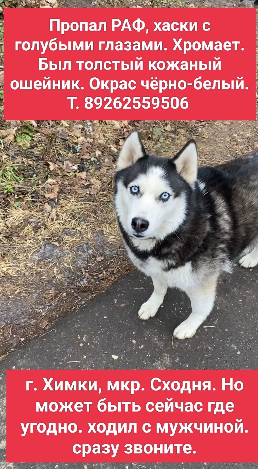 Пропала собака в Солнечногорске — фото объявления