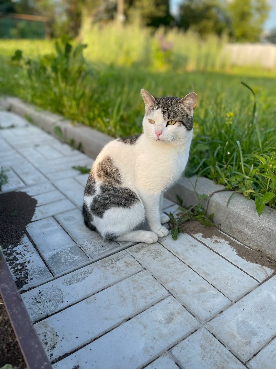 Пропала кошка в Солнечногорске — фото объявления