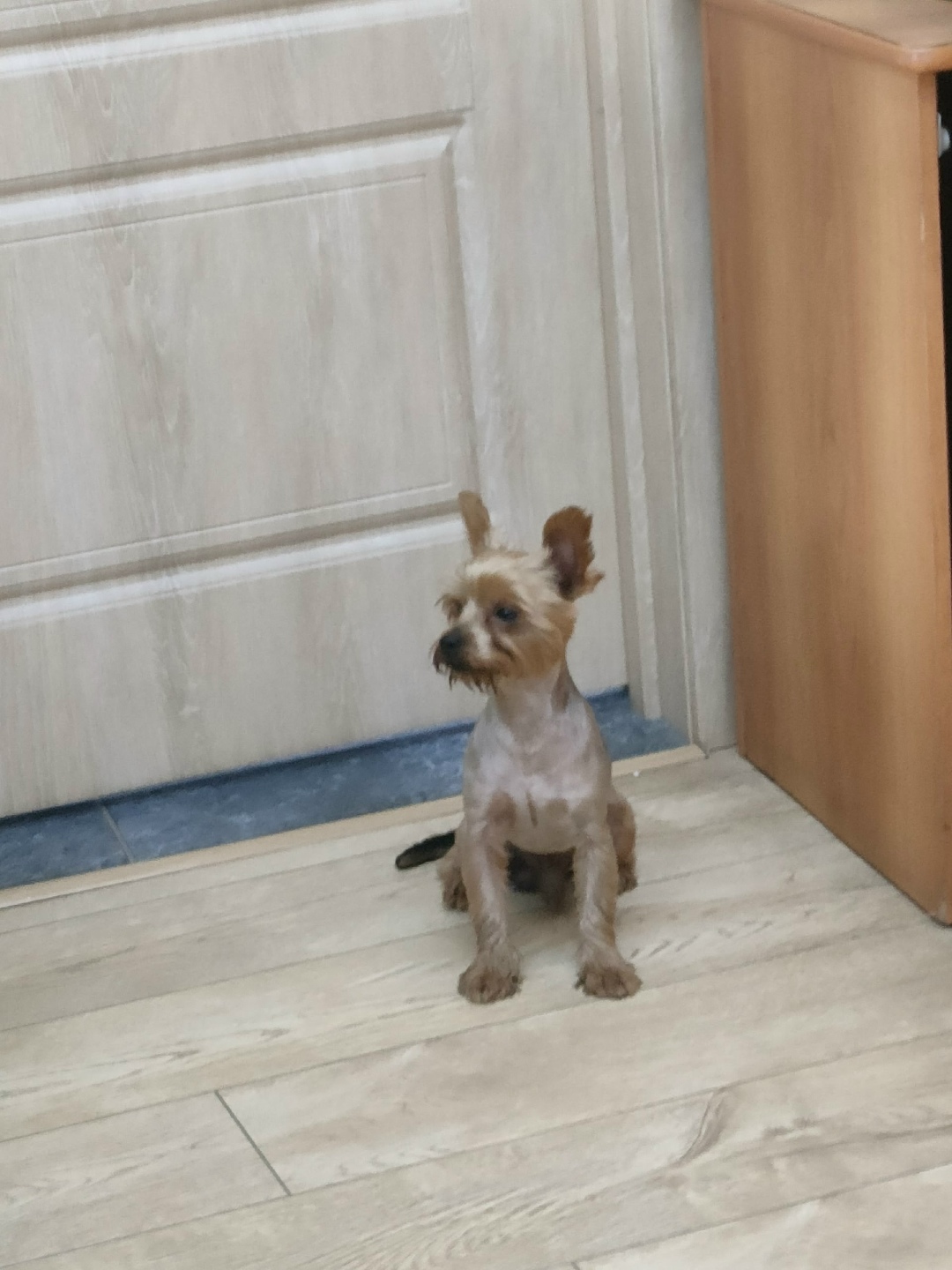 Найдена собака в Солнечногорске — фото объявления