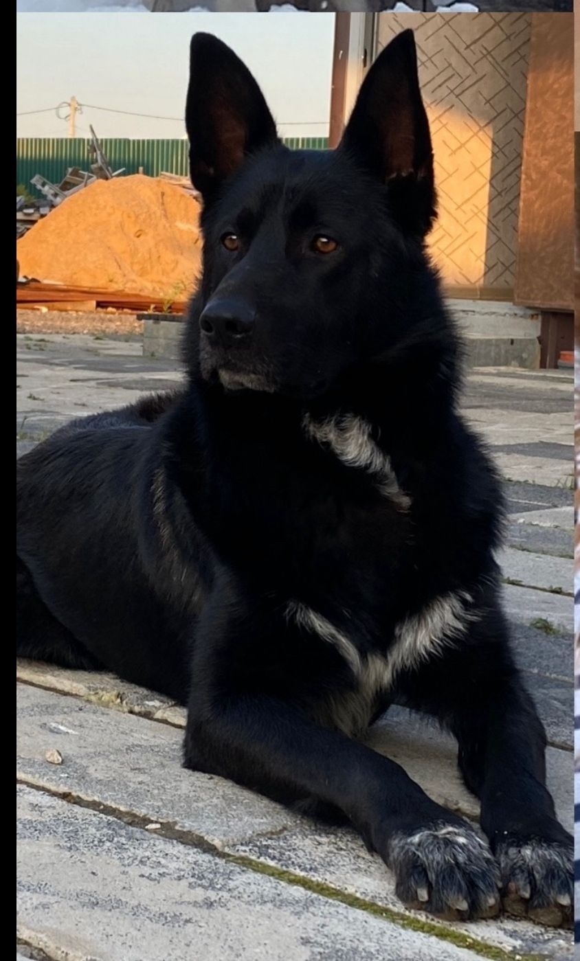 Пропала собака в Солнечногорске — фото объявления