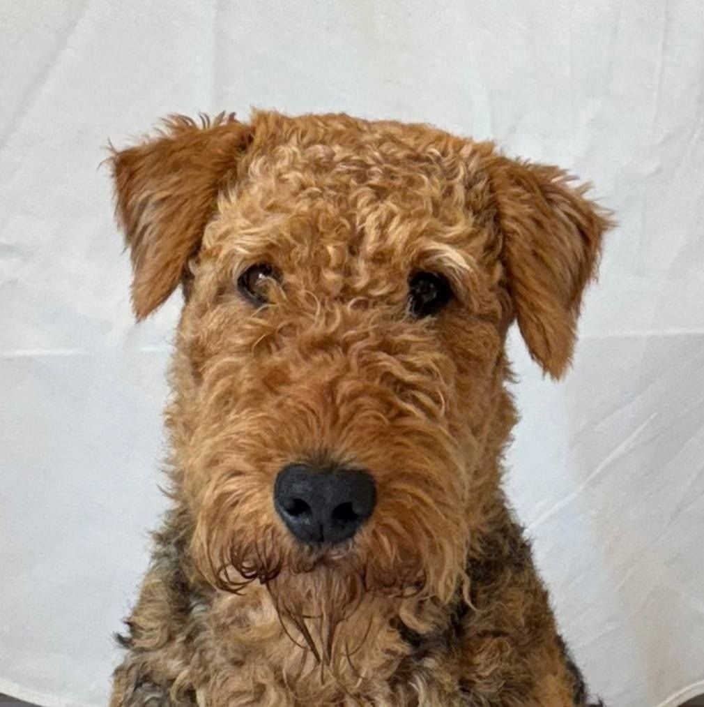 Пропала собака в Солнечногорске — фото объявления