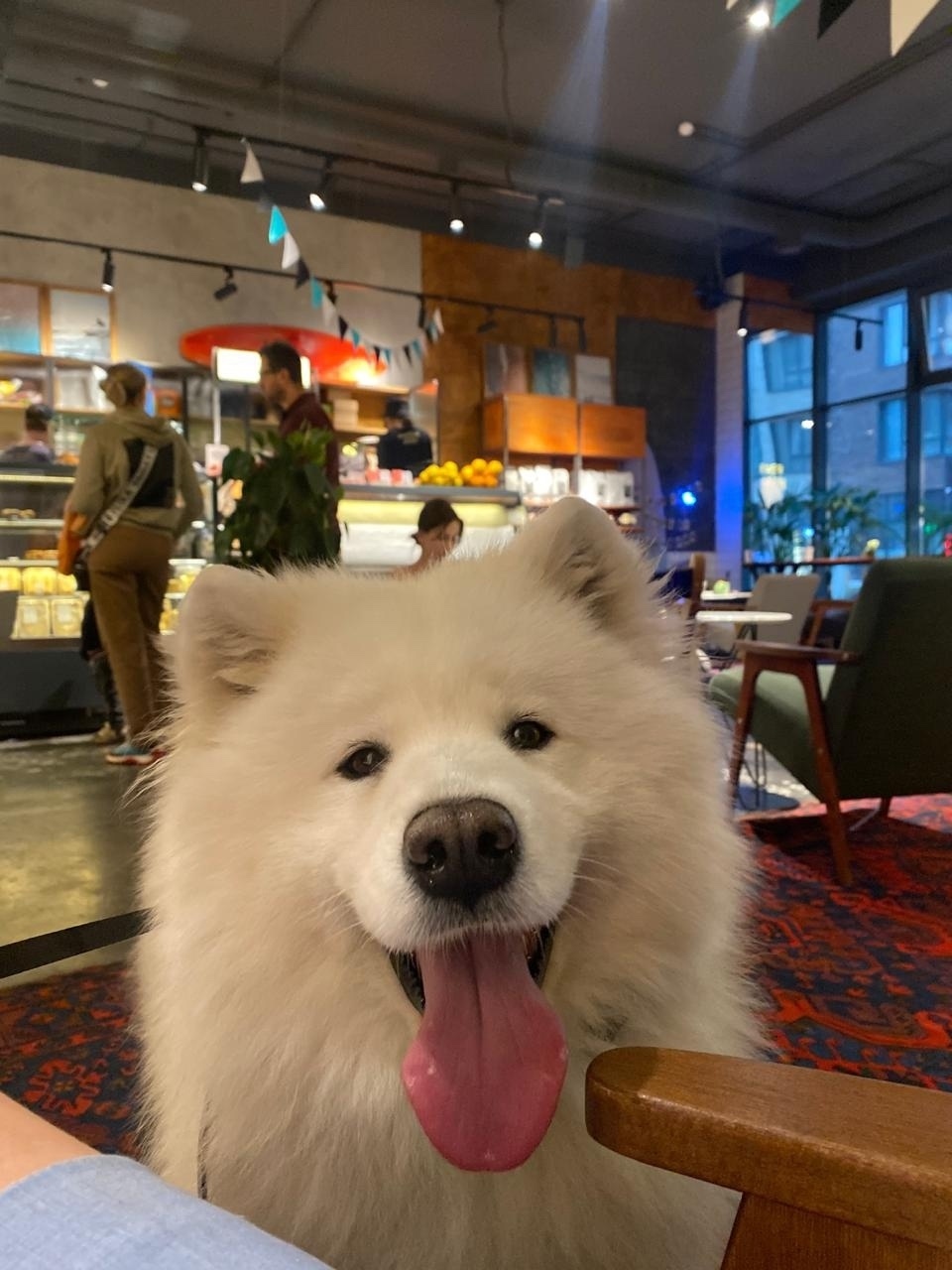 Пропала собака в Солнечногорске — фото объявления